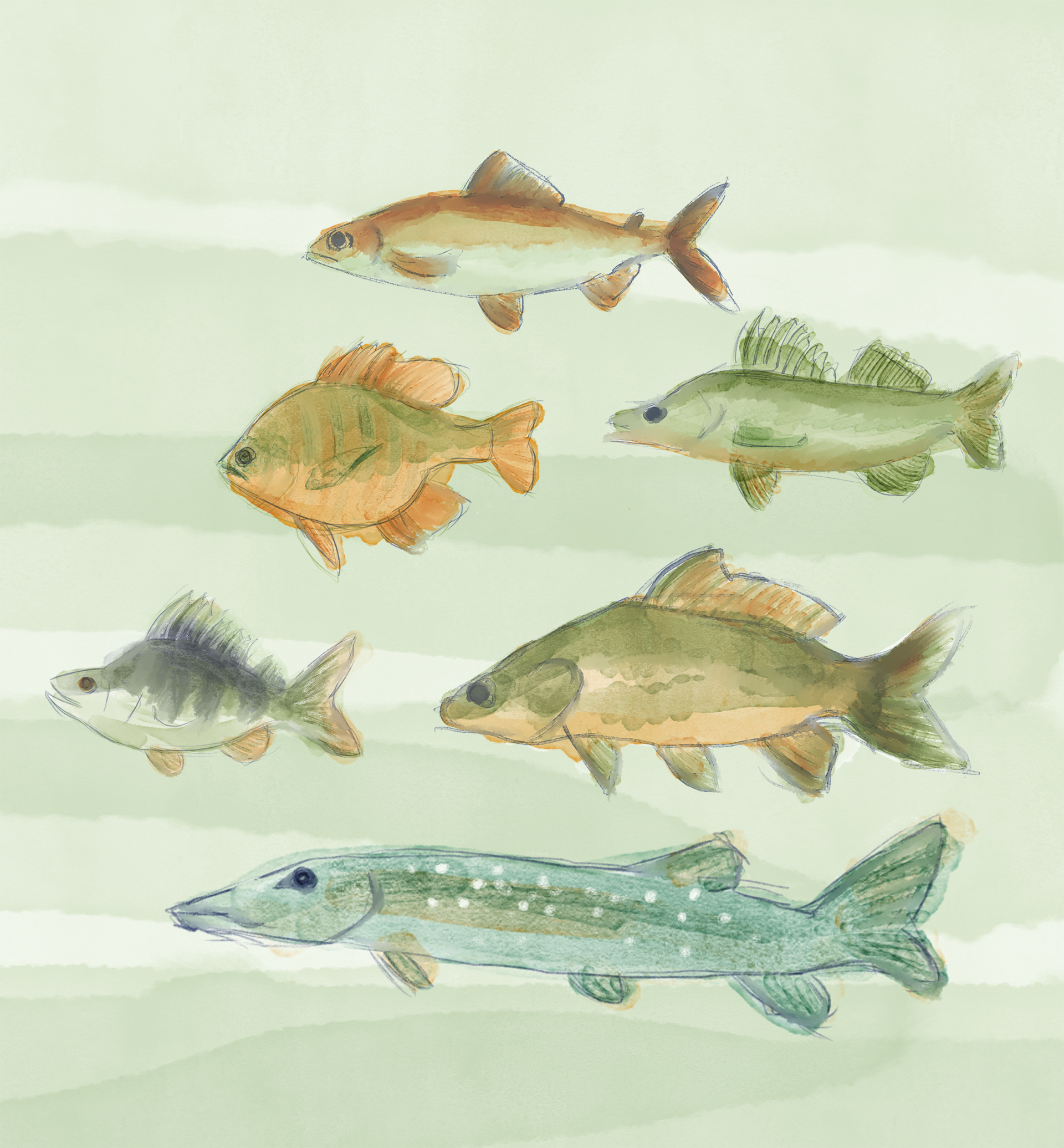 Fischarten zuschnitt 3